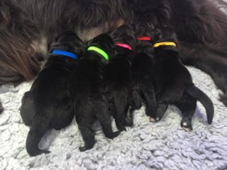 Five puppies